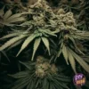 MIMOSA 2